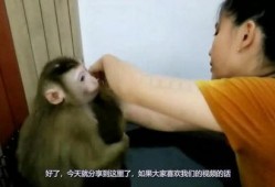 猴猴妈邻居爆料视频