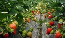爆料种植草莓视频播放大全,揭秘草莓种植全过程
