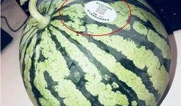 叶县网红吃瓜,揭秘网络红人的幕后生活