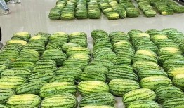 夸客怎么免费吃瓜,轻松解锁瓜界盛宴