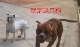 全国大狗爆料事件视频,揭秘背后真相与网络舆论风暴