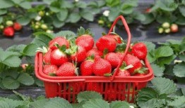 爆料种植草莓视频播放大全,揭秘草莓种植全过程