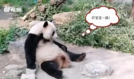 动物最新爆料,揭秘神秘生物生活习性