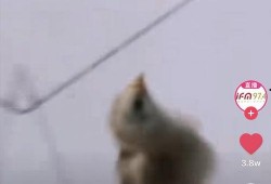 肉鸡背影爆料视频大全集