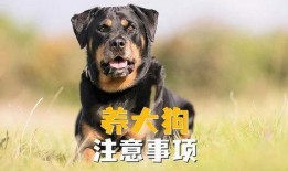 全国大狗爆料事件视频,揭秘背后真相与网络舆论风暴