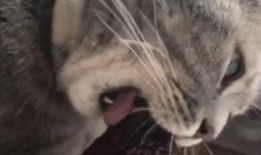 仙家猫爆料娜美视频大全,娜美视频大全精彩瞬间大盘点