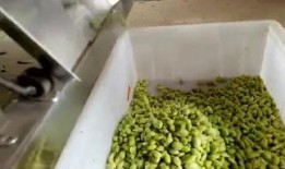 爆料剥毛豆视频大全